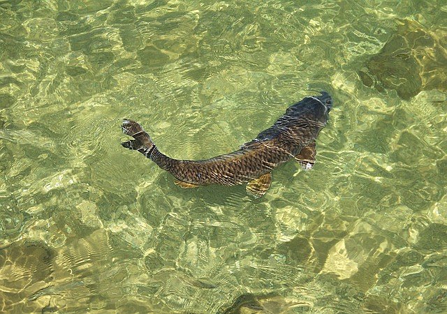 Karpfen im klaren Teichwasser