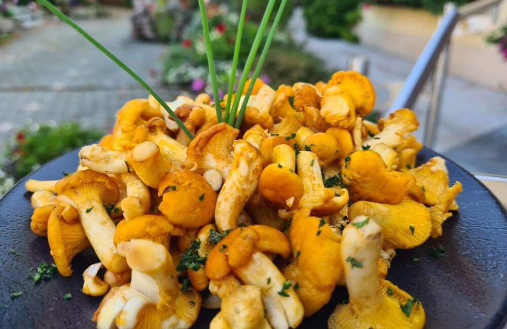 Ein Teller frisch in Butter gerösteter Waldpfifferlinge mit Petersilie und Schnittlauch