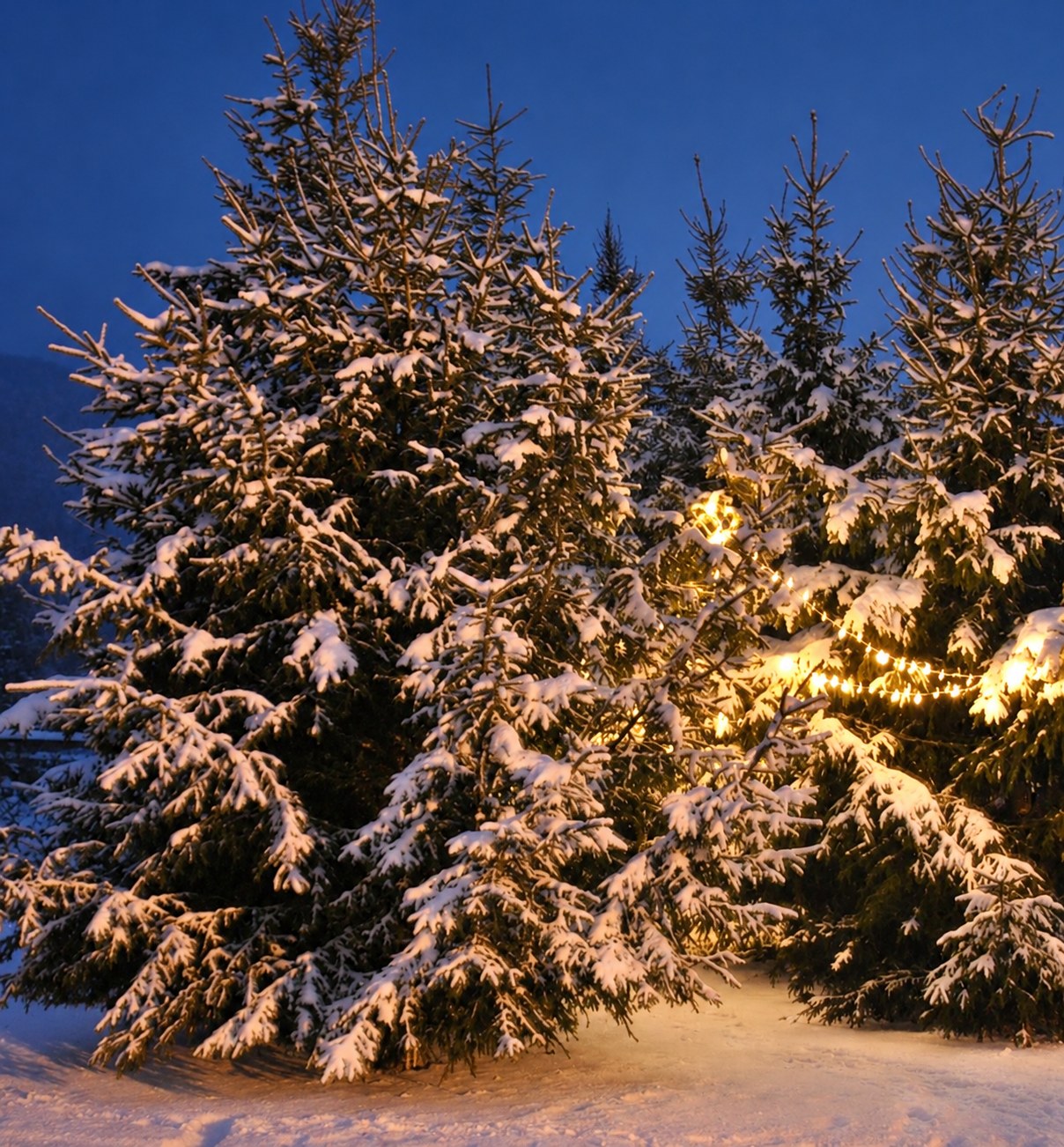 Verschneite Tannen mit warmen Lichtern in der Abenddämmerung